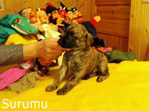 S-Wurf 2007 - Whippetzwinger vom rauhen Meer