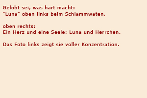 Gelobt sei, was hart macht: Luna oben links beim Schlammwaten, oben rechts: Ein Herz und eine Seele: Luna und Herrchen. Das Foto links zeigt sie voller Konzentration.