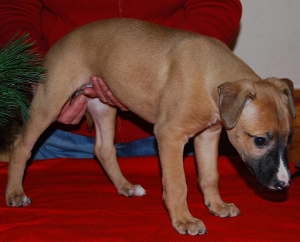 Wiener Walzer