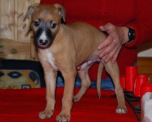 Wiener Walzer