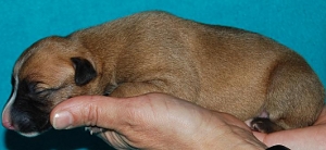 Wiener Walzer